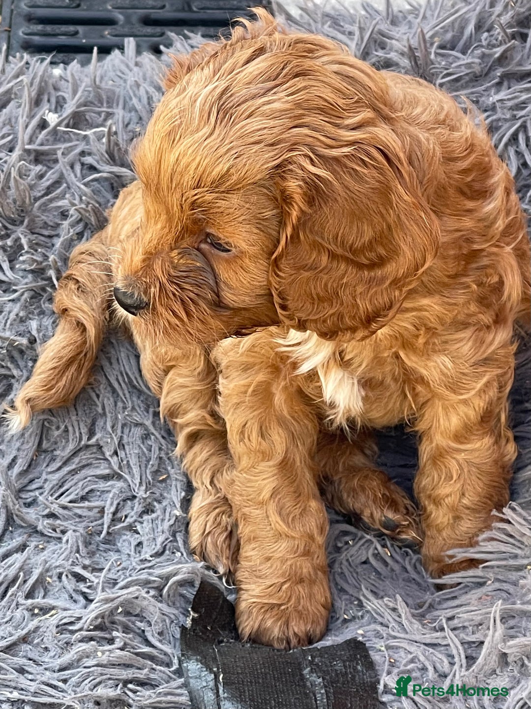 Cavapoo dogs for sale: Adorable Healthy Cavapoo Puppies  - Image 17