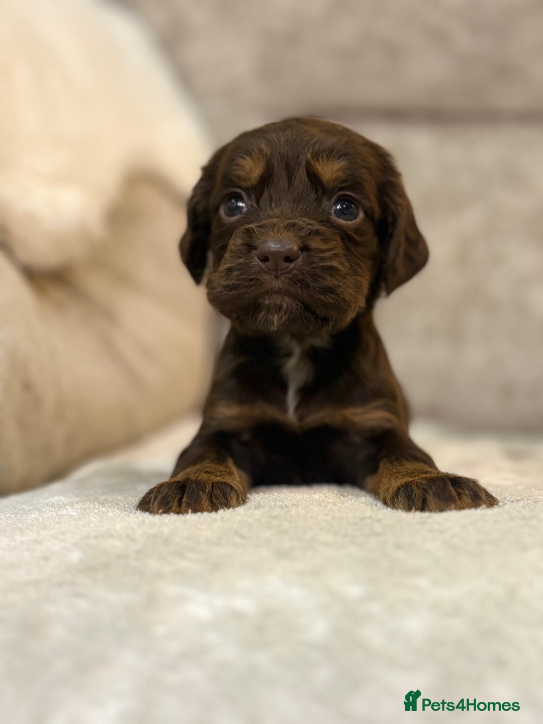 Cocker Spaniel dogs for sale: Stunning cocker spaniel puppies - Advert 4