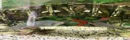 Sharks fish for sale: Fish tank 275L and fish - Advert 11