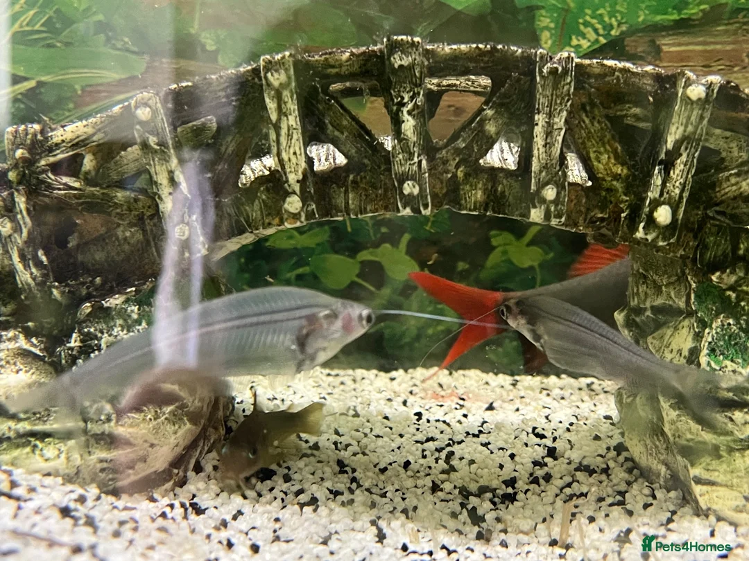 Sharks fish for sale: Fish tank 275L and fish - Advert 11