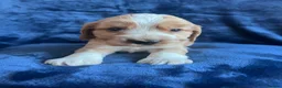 Cocker Spaniel dogs for sale: Show type KC reg health tested. Boys available  - Advert 6