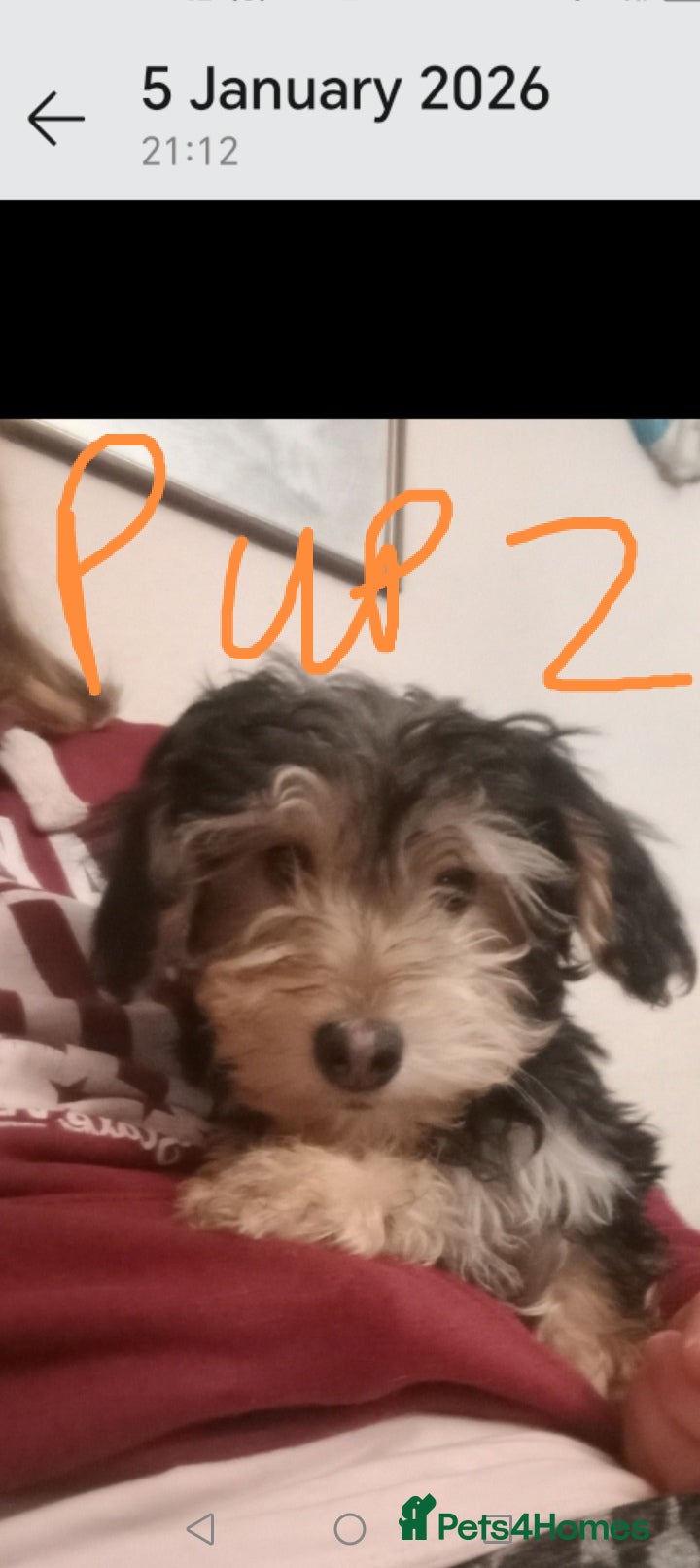 Mixed Breed dogs 3 Cockapoo x Jack Russell DNA clr Mum - Advert 6