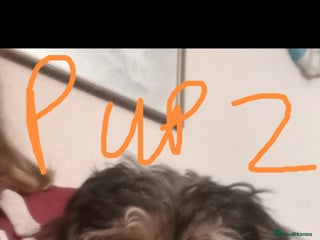 Mixed Breed dogs 3 Cockapoo x Jack Russell DNA clr Mum - Advert 5