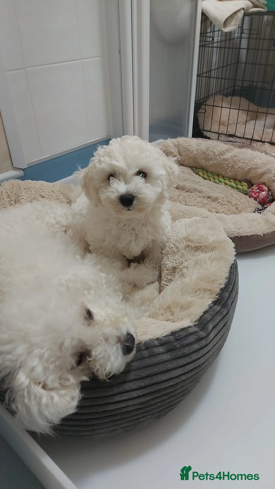 Bichon Frise dogs for stud: Bichon Frise *for stud only* in Hoddesdon - Advert 15
