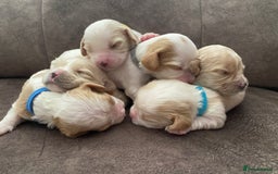 Cavachon dogs for sale: Cavalier King Charles x Cavachon - Image 4