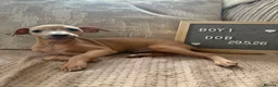 Italian Greyhound dogs for sale: Beautiful small Italian greyhound puppies  in London - Advert 6