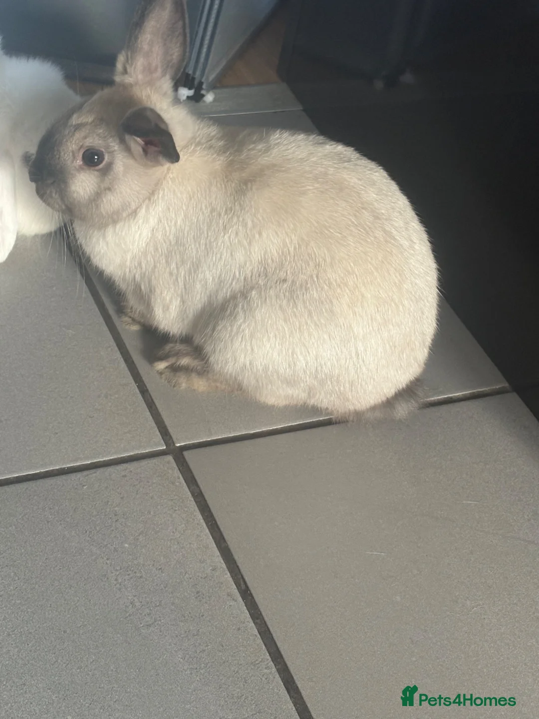 Harlequin rabbits for sale: Beautiful harlequin female rabbit  - Advert 4
