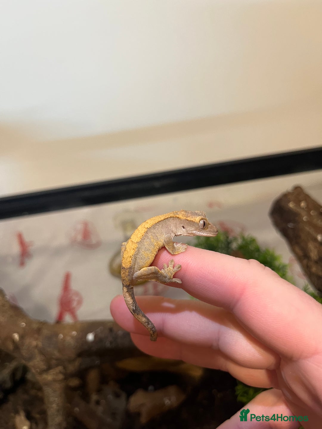 Gecko reptiles for sale: Crested gecko babies for sale  - Advert 12