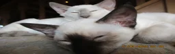 Siamese cats for sale: siamese kittens - Advert 2