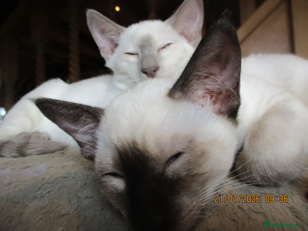 Siamese cats for sale: siamese kittens - Advert 2