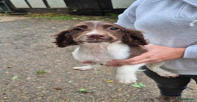 English Springer Spaniel dogs - Advert 1