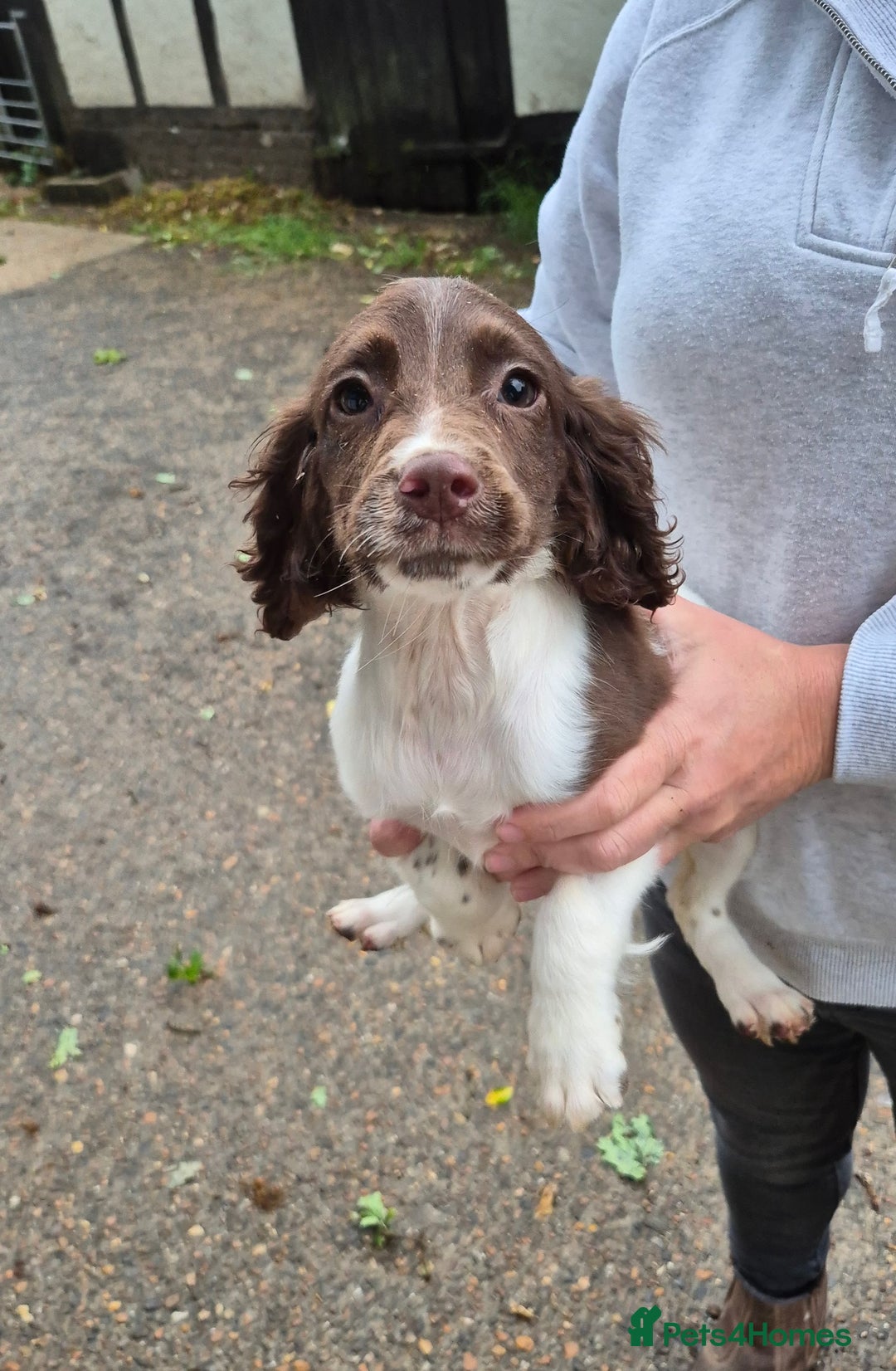 English Springer Spaniel dogs for sale: Springer Spaniel Females - Image 2
