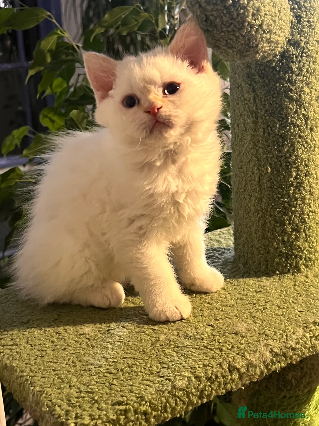 Selkirk Rex cats for sale: Stunning Selkirk rex kittens - Advert 3