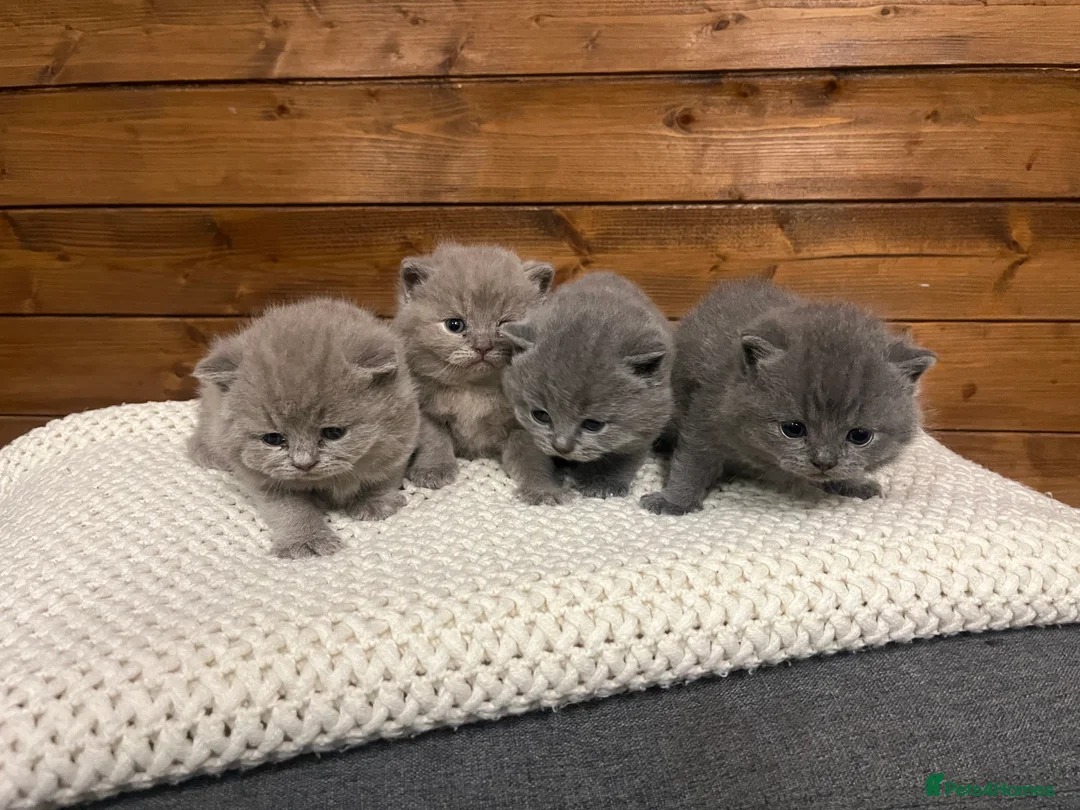 British Shorthair cats for sale: British short hair - Advert 2