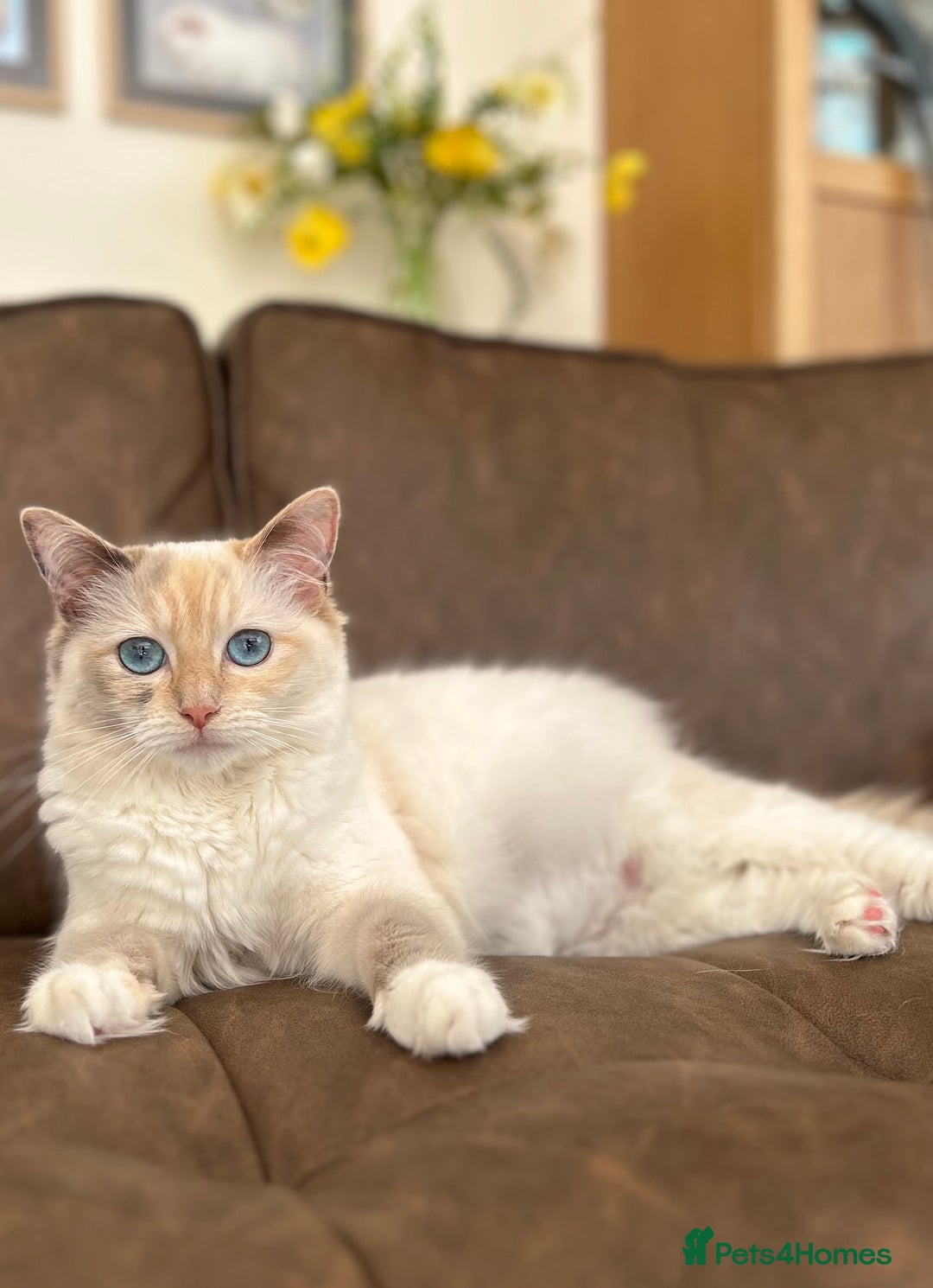 Ragdoll cats for sale: Stunning TICA reg Flame/Cream Boy - Image 14