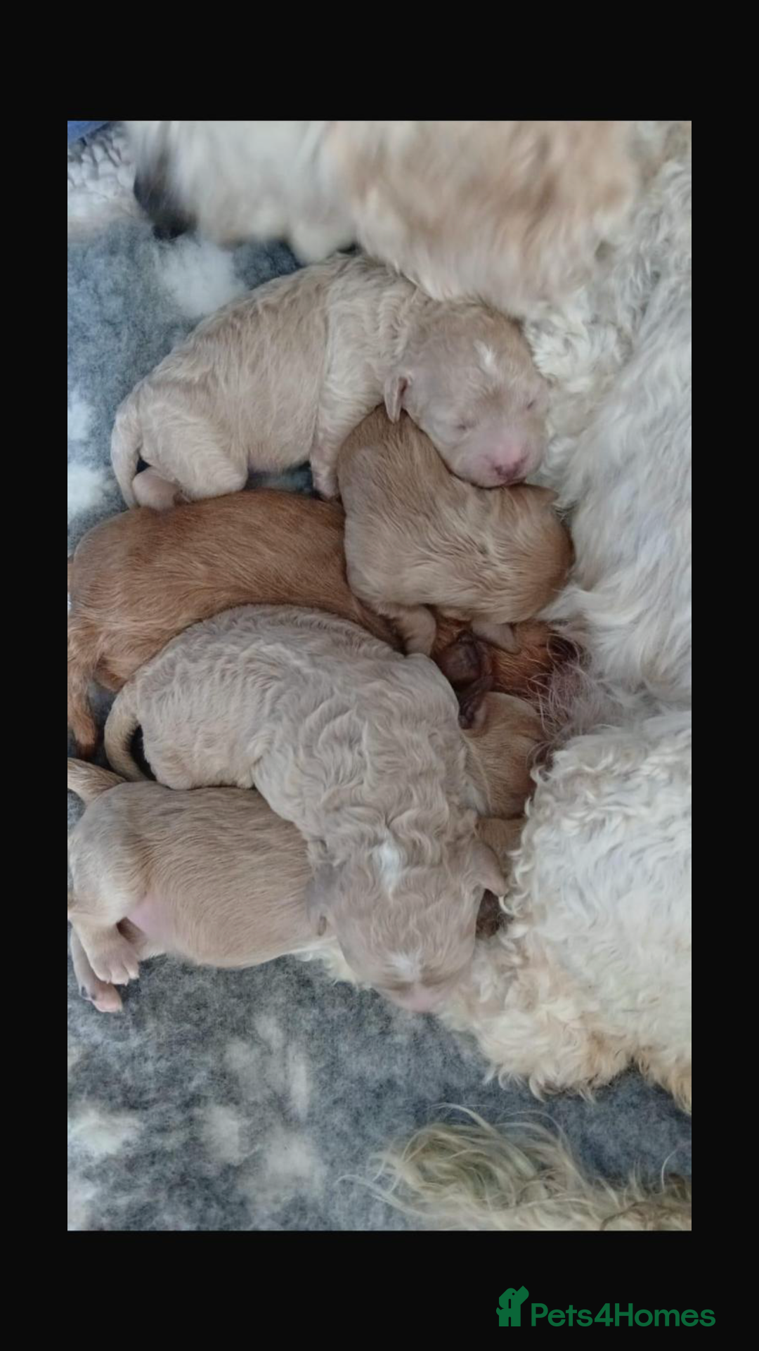 Toy Poodle dogs for stud: Proven Toy Poodle For Stud in Canterbury - Image 22