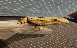 Bearded Dragon reptiles for sale: Besrded Dragon - Image 4