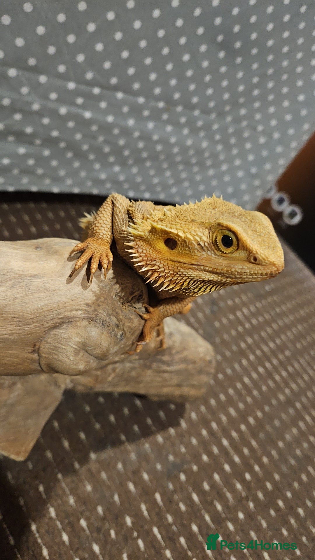 Bearded Dragon reptiles for sale: Besrded Dragon - Image 4