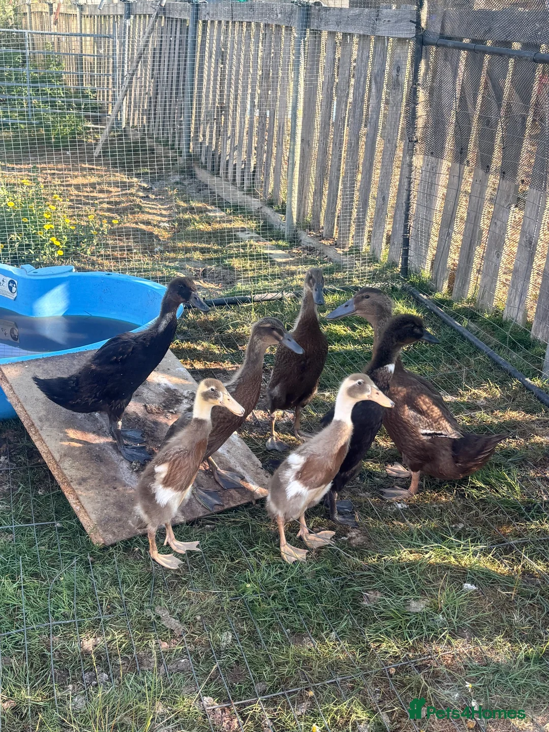 Ducks poultry for sale: 2indian runners 4khaki  - Advert 1