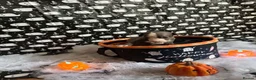 Whippet dogs for sale: Pedigree whippet puppies  in Crook - Advert 13