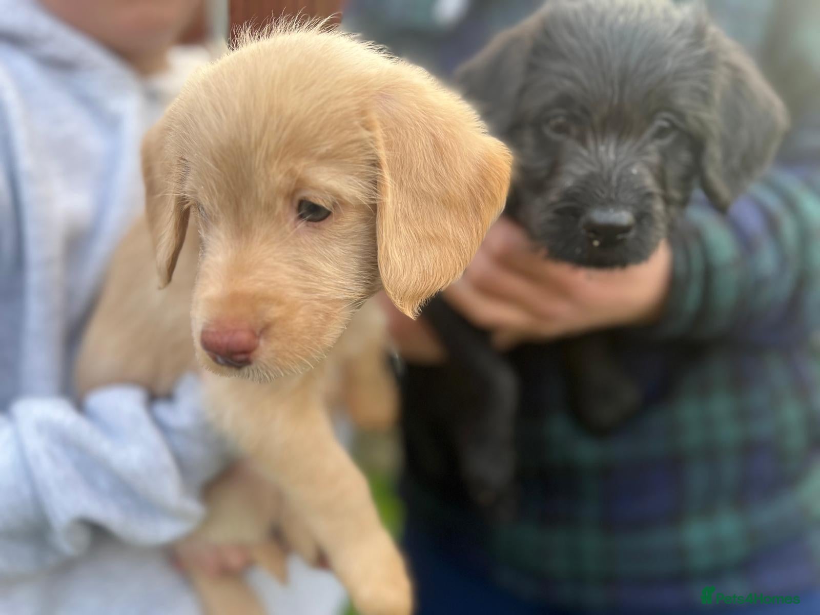 Labradoodle dogs Two left - Labradoodle puppies for sale - Advert 4