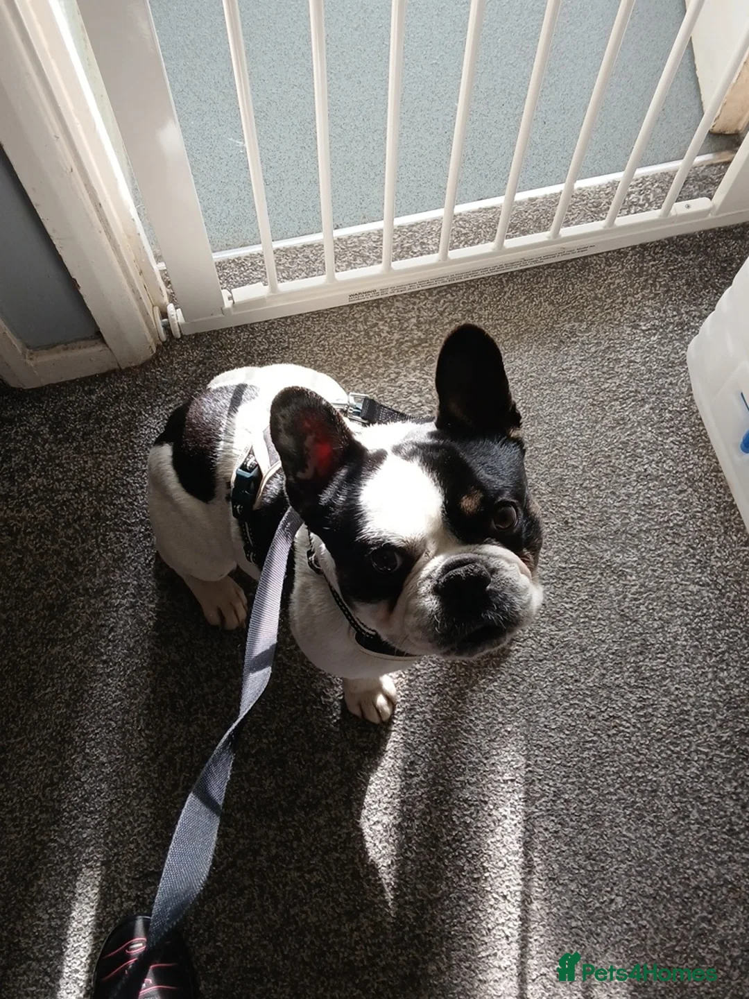 French Bulldog dogs for sale: Male French Bulldog  in Keighley - Advert 2