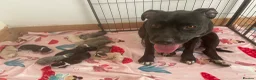 American Bull Staffy dogs for sale: American Staffy puppies  - Advert 2