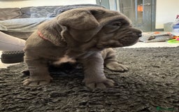 Neapolitan Mastiff dogs for sale:  Neapolitan mastiff puppies Newcastle  - Image 9