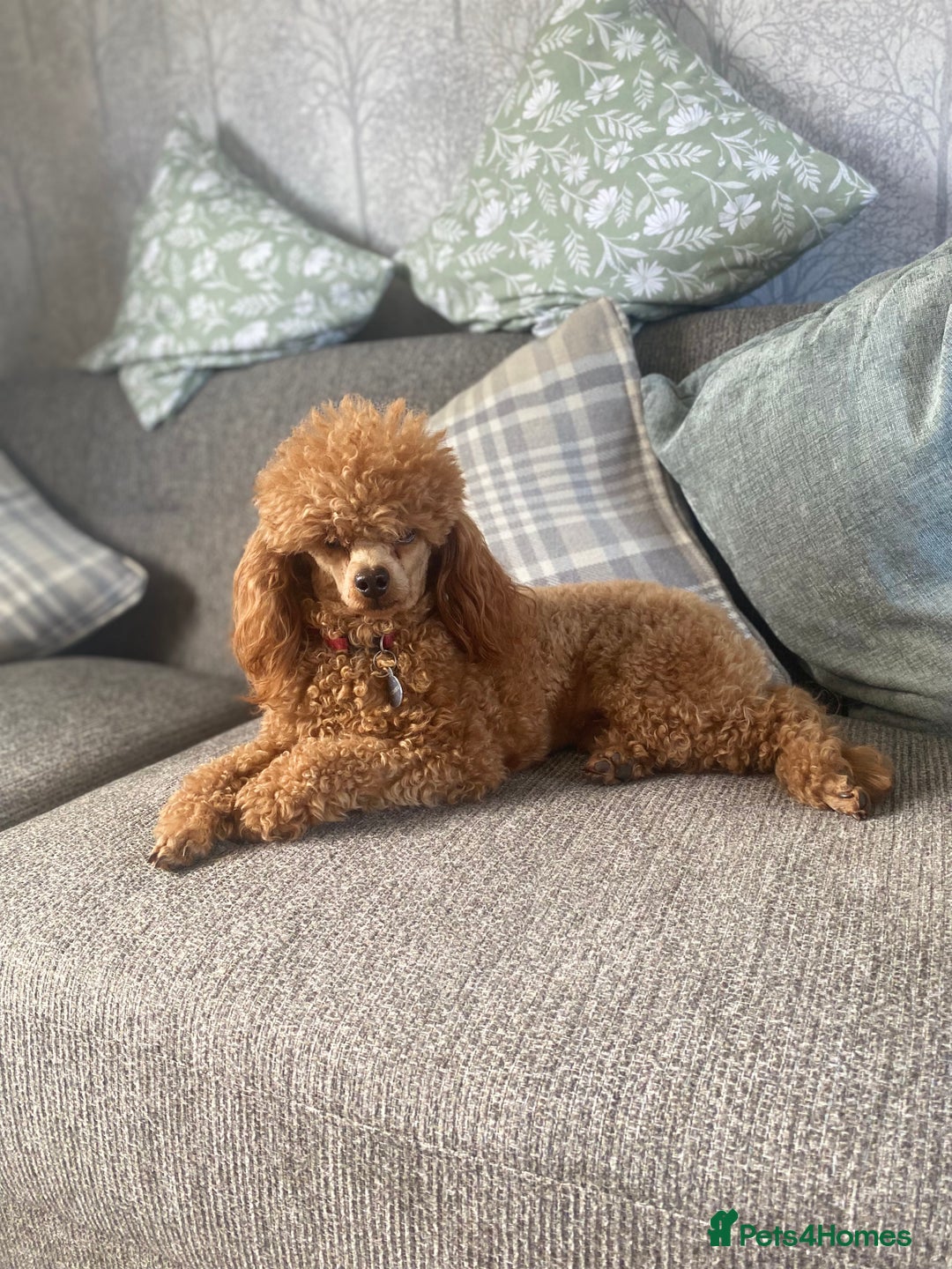 Toy Poodle dogs for stud: KC DNA Health Tested Red Toy Poodle Stud in Worcester - Advert 1
