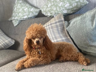 Toy Poodle dogs in Worcester - Advert 8