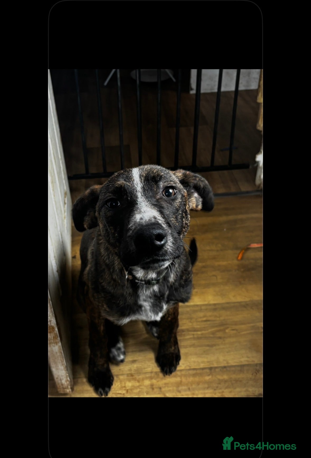 Mixed Breed dogs Lurcher x bull - Advert 14