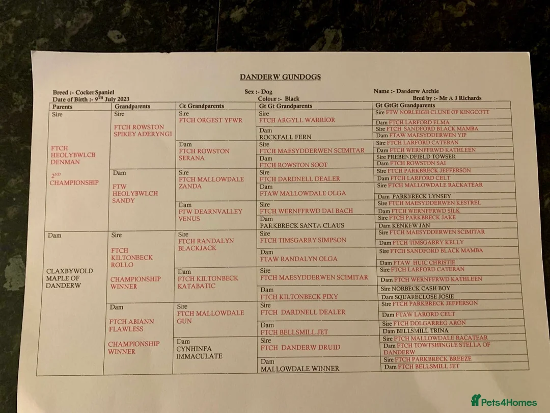 Cocker Spaniel dogs for stud: **For Stud ** - Advert 2