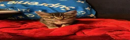 Bengal cats for sale: Kittens for sale - Advert 14