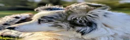Border Collie dogs for stud: Beautiful Blue Merle looking to Stud him.   - Advert 7