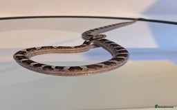 Corn Snake reptiles for sale: Pied Babies for sale - Image 3