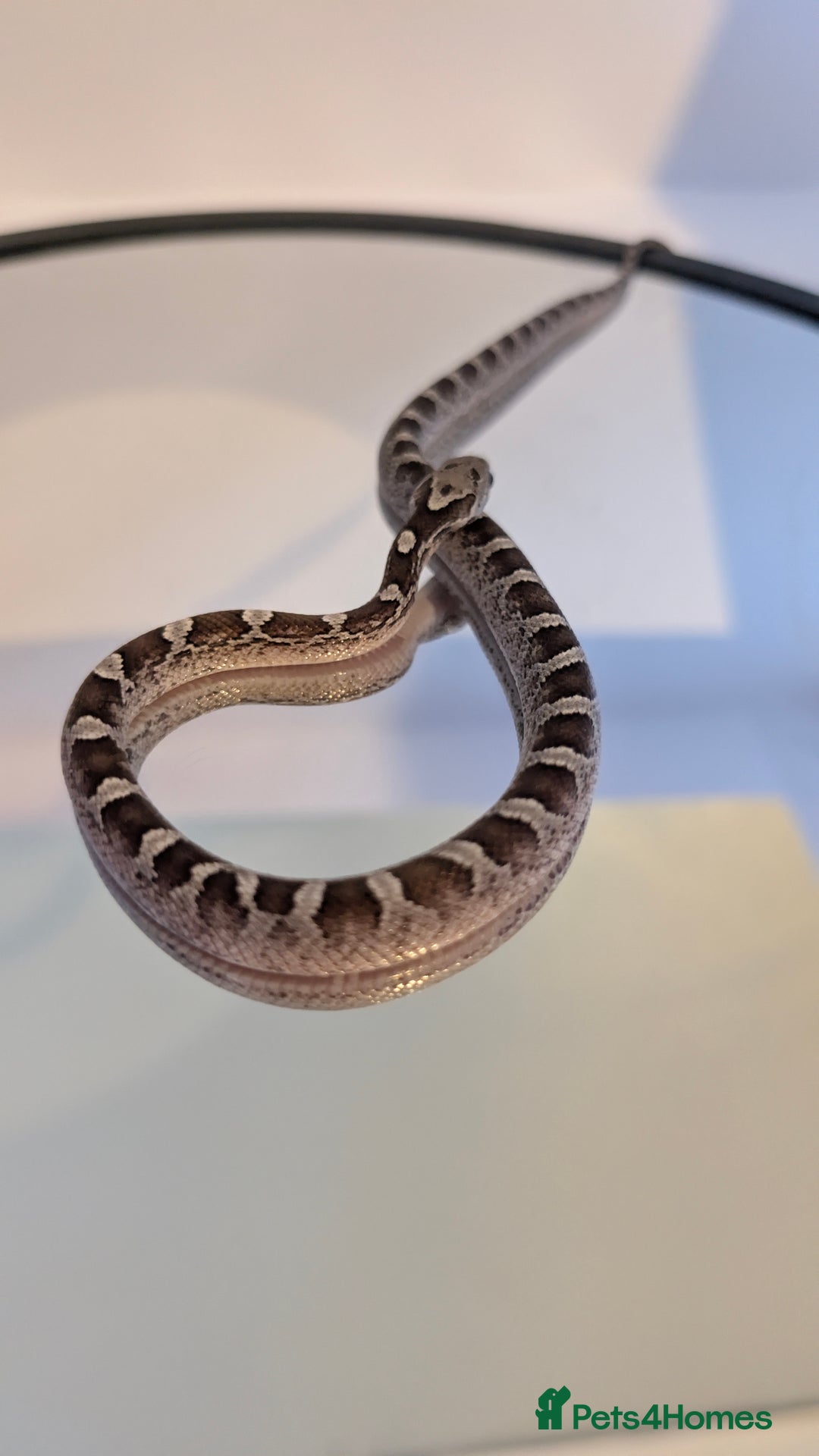 Corn Snake reptiles for sale: Pied Babies for sale - Image 3