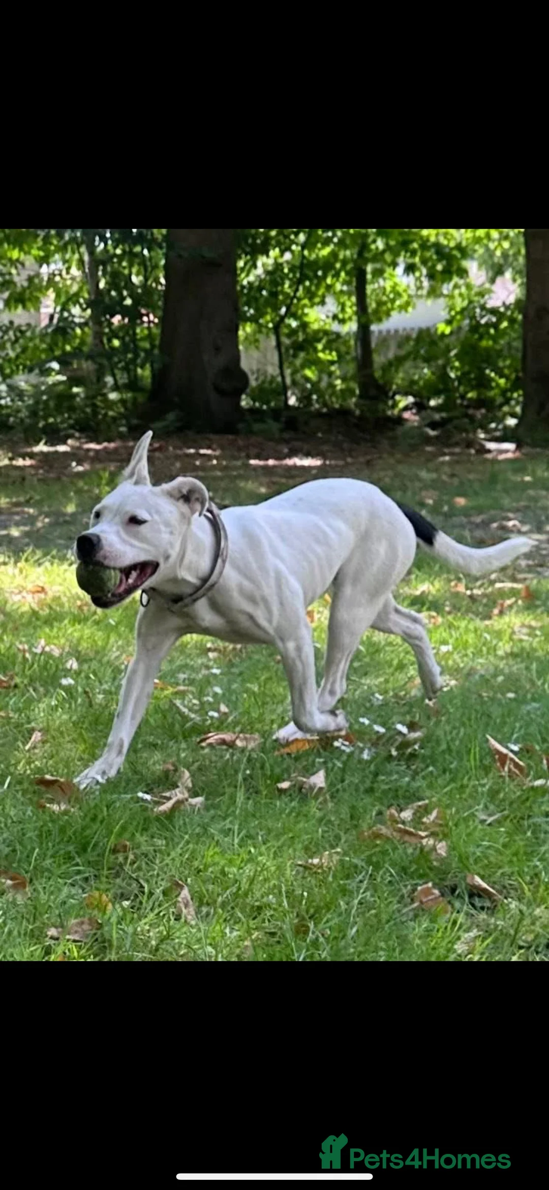 Mixed Breed dogs for sale: Daphne  - Advert 11