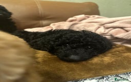 Miniature Poodle dogs for sale: Beautiful miniature poodles  - Advert 3