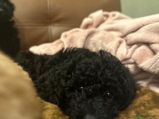 Miniature Poodle dogs Beautiful miniature poodles - Advert 3