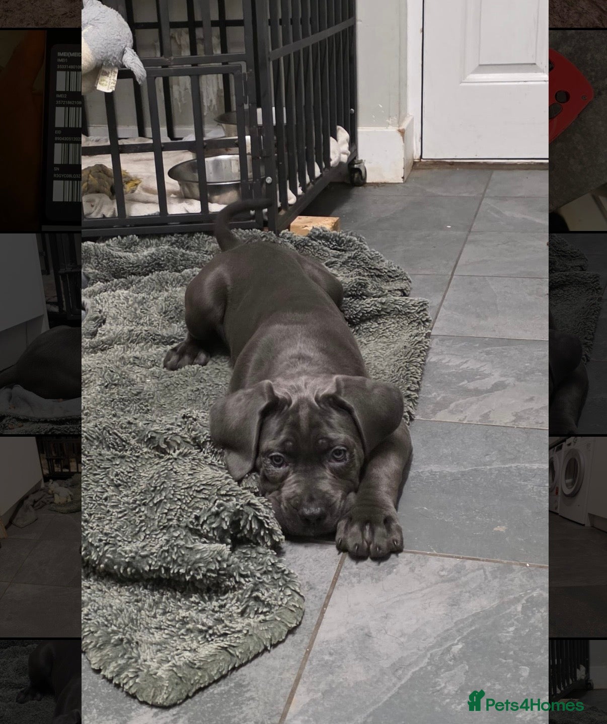 Cane Corso dogs Exceptional, Champion Bloodline Cane Corso Puppies - Advert 4