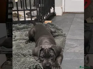 Cane Corso dogs Exceptional, Champion Bloodline Cane Corso Puppies - Advert 3