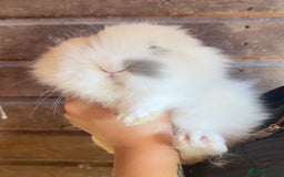 Lionhead rabbits for sale: Extra Special Lionhead Bunnies  - Image 17