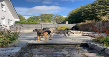 Mixed Breed dogs - Advert 15