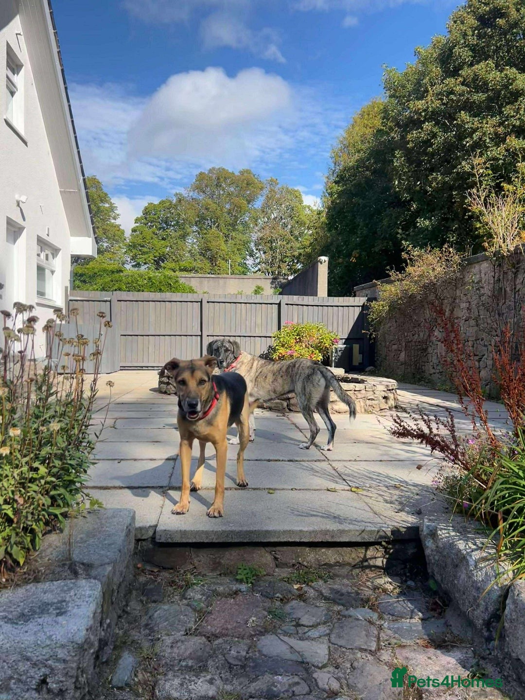Mixed Breed dogs for adoption: Simba is looking for his forever home  - Image 2
