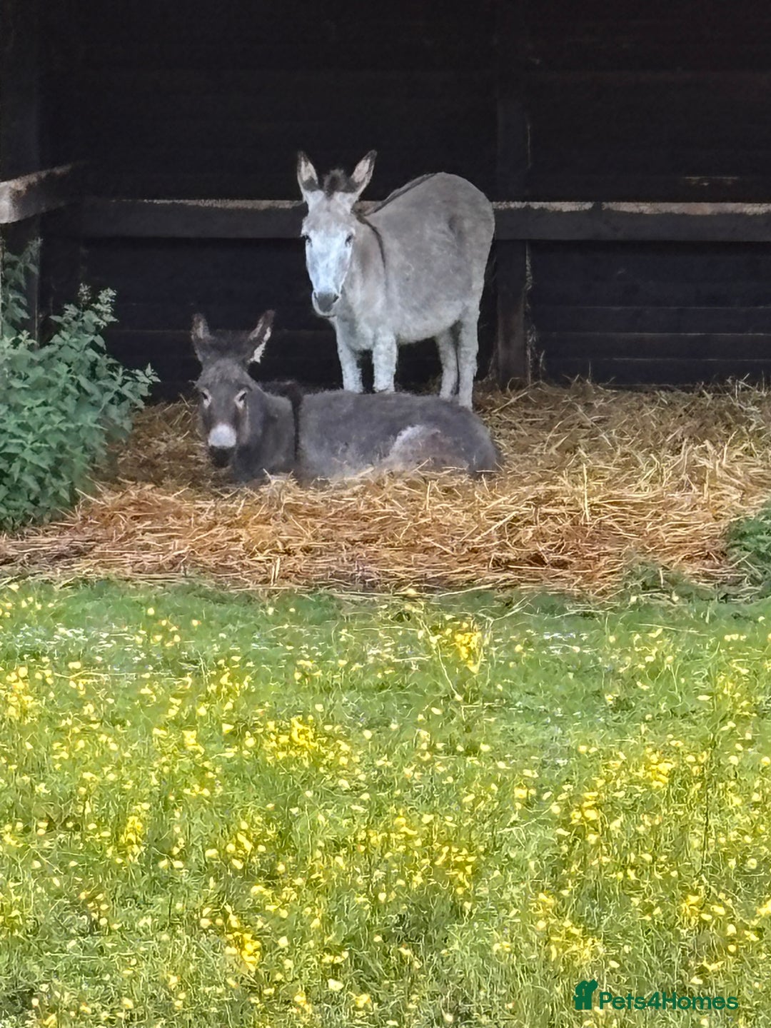 Miniature horses for sale: Beautiful baby girl donkey - Image 1