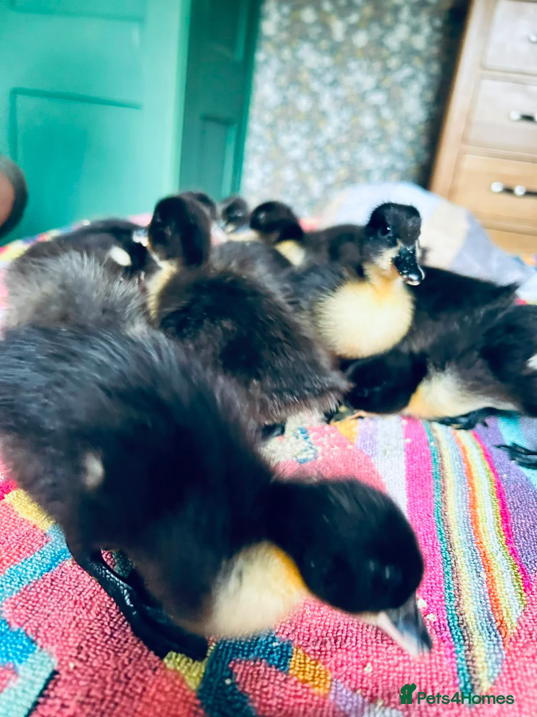 Ducks poultry for sale: Fluffy ducklings Southampton  in Southampton - Advert 3