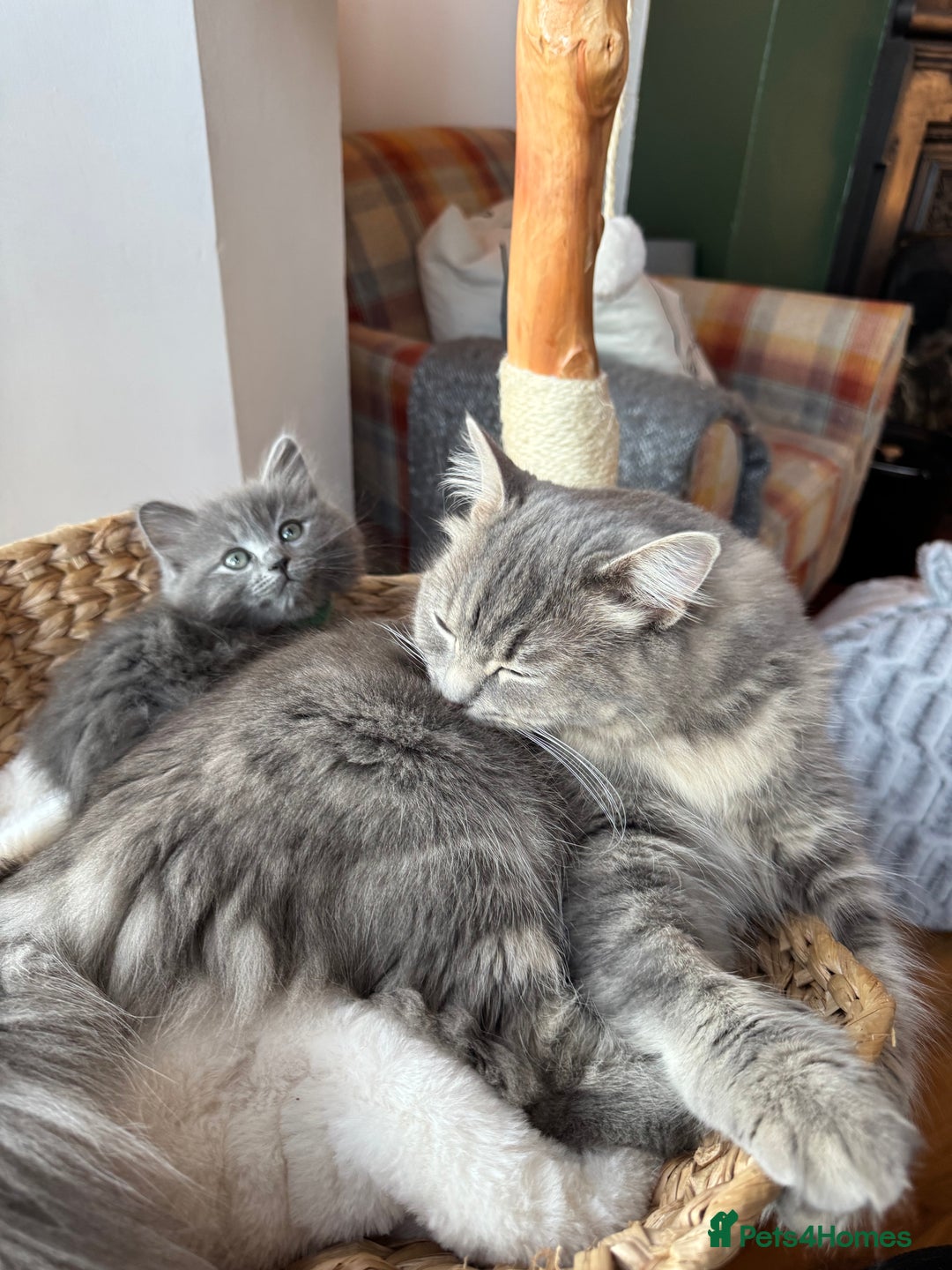 RagaMuffin cats for sale: Beautiful Ragamuffin Kittens - BSH/Ragdoll Cross - Advert 13