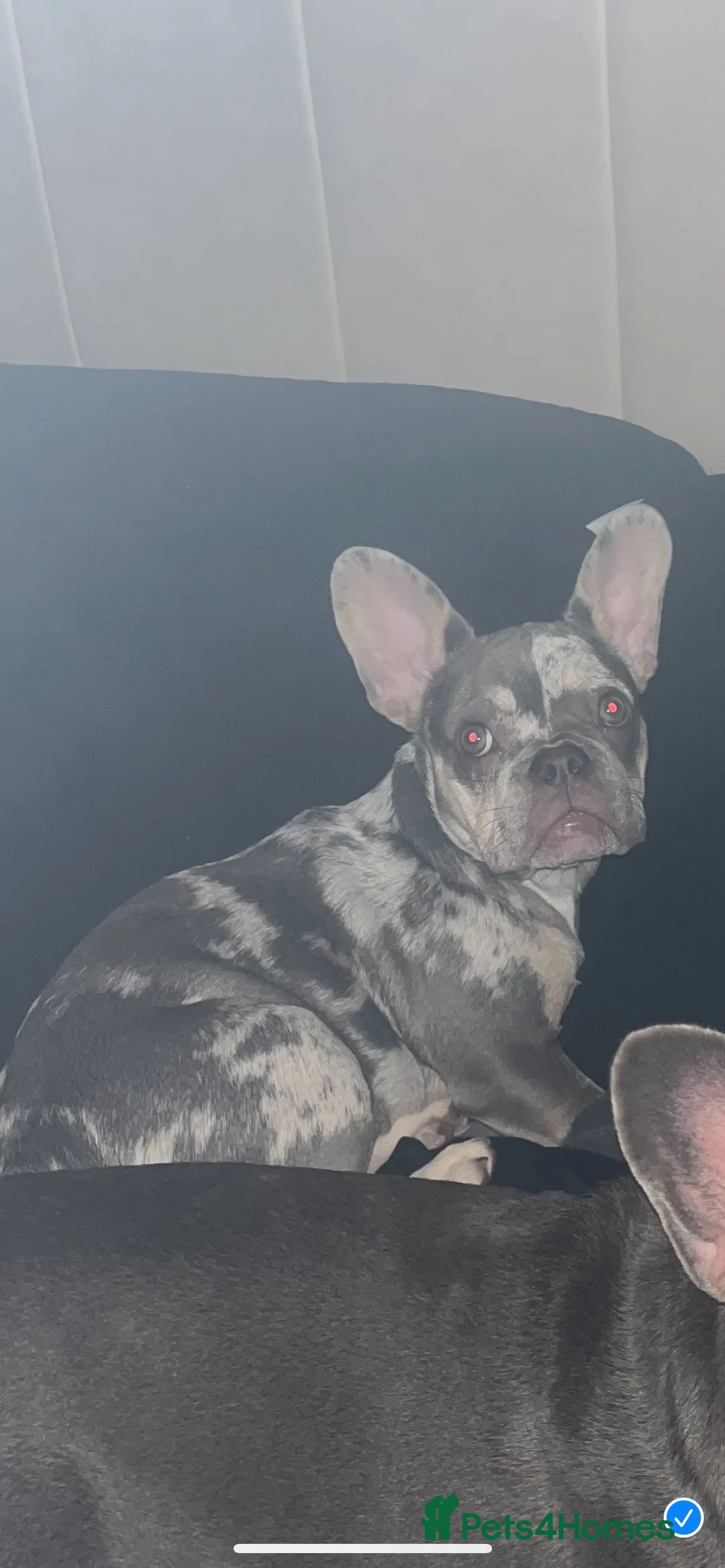French Bulldog dogs for stud: 💎Blue & Tan 🤎 Merle French bulldog stud 🧬🔥 in Manchester - Advert 31