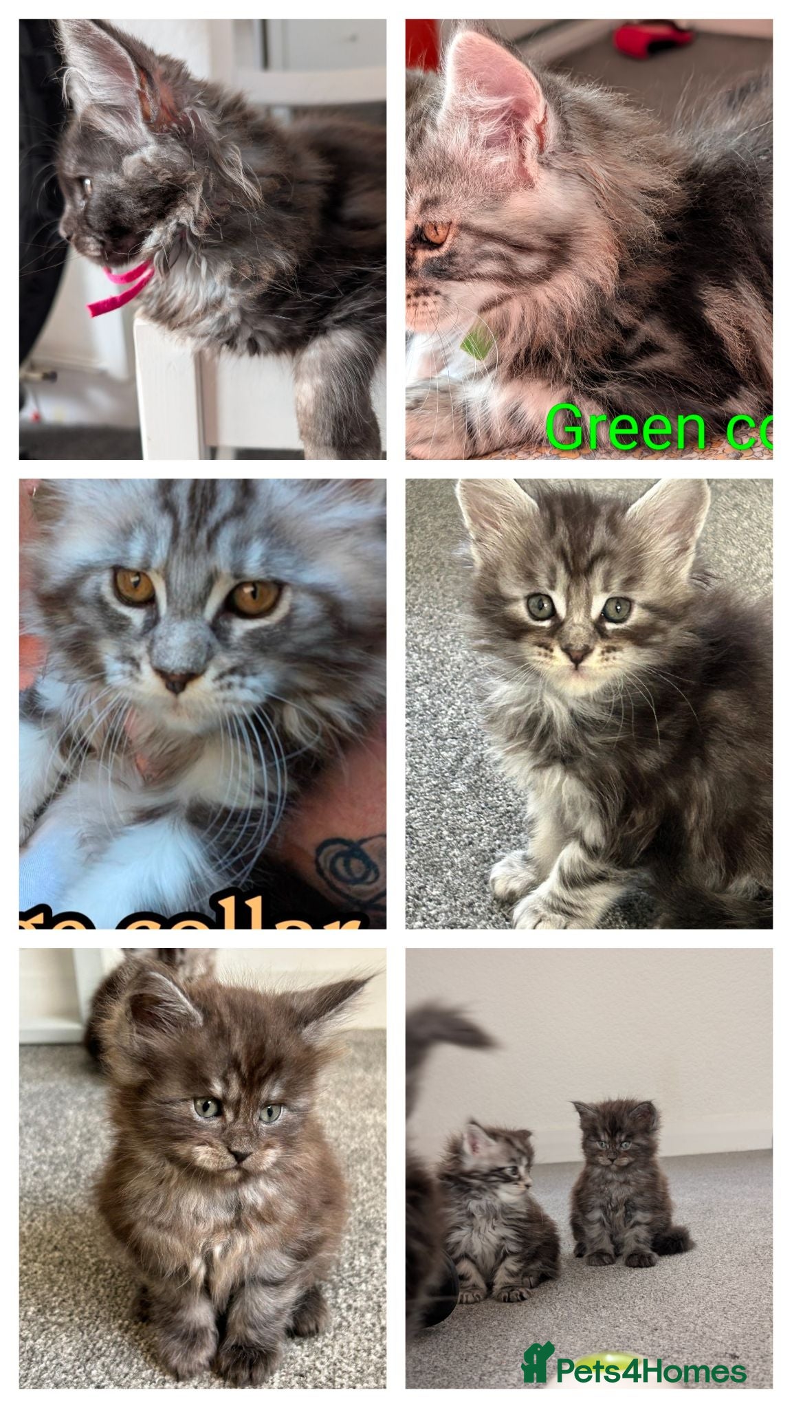 Maine Coon cats READY NOW  - Advert 8