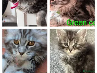 Maine Coon cats READY NOW - Advert 8